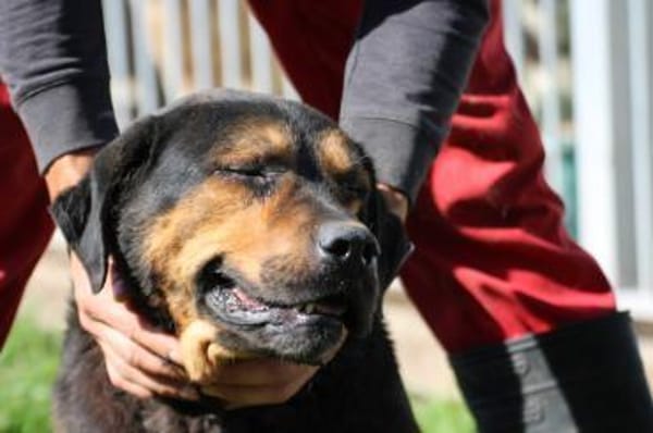 Mac - ❤besonders lieb u. angenehm❤