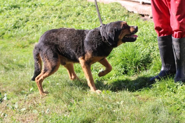 Mac - ❤besonders lieb u. angenehm❤