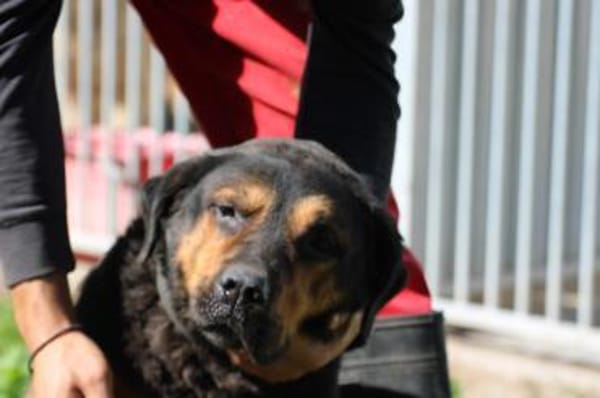 Mac - ❤besonders lieb u. angenehm❤