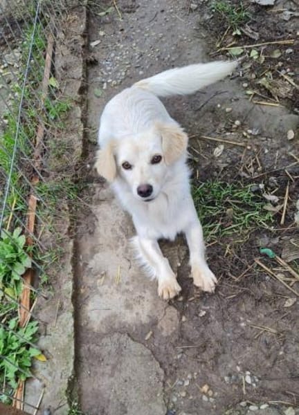 Kleine, liebenswerte Sorana sucht