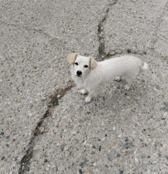 Kleine, liebenswerte Sorana sucht