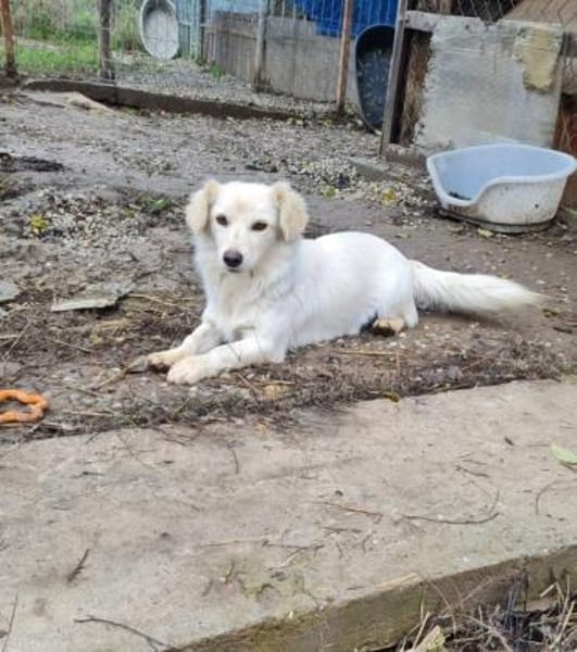 Kleine, liebenswerte Sorana sucht