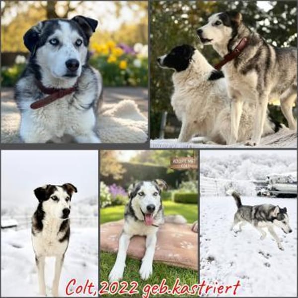 Huskymischling Colt sucht ein Zuhause