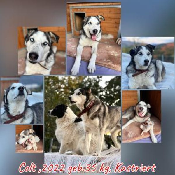 Huskymischling Colt sucht ein Zuhause