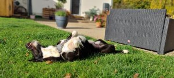 Yaron - ein echter Gentleman mit Schnurr