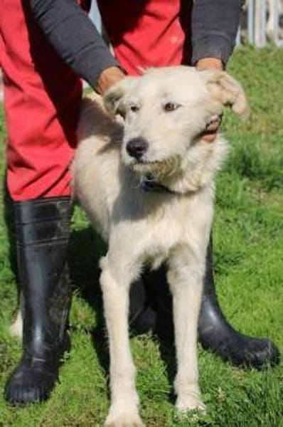 Melvin - kinderlieber Jungrüde