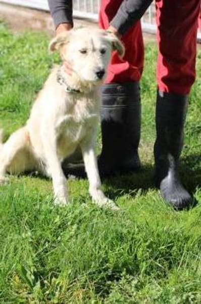 Melvin - kinderlieber Jungrüde