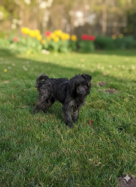 Wirbelwind Alex sucht sein Glück