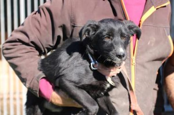 Dhahi - verspielt u. kinderlieb