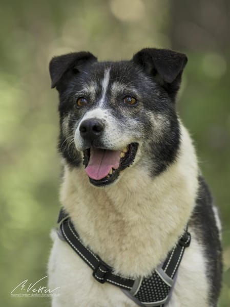 Golden Girl-entspannt und aufgeschlossen