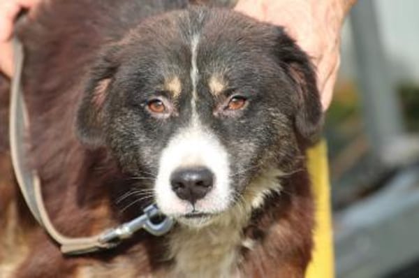 Tayto - zutraulich u. unkompliziert