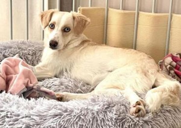 Shani, geb. 01/2024, 53947 Nettersheim