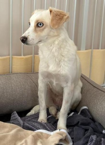 Shani, geb. 01/2024, 53947 Nettersheim