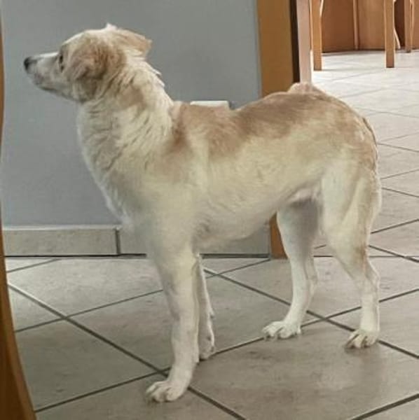 Shani, geb. 01/2024, 53947 Nettersheim