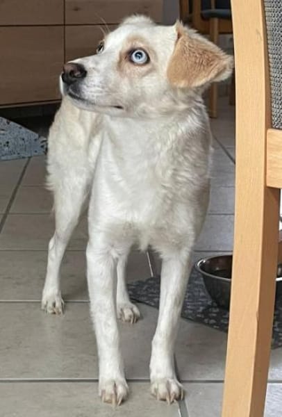 Shani, geb. 01/2024, 53947 Nettersheim