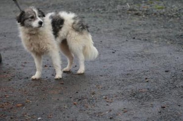 Miesu - sehr zutraulich u. kinderlieb