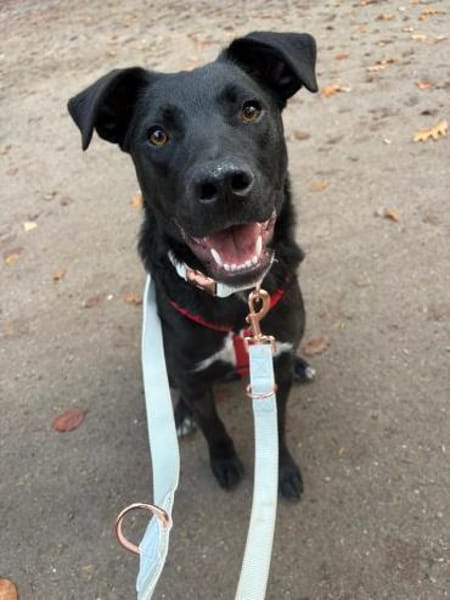 Sportliche Mary sucht ein Zuhause