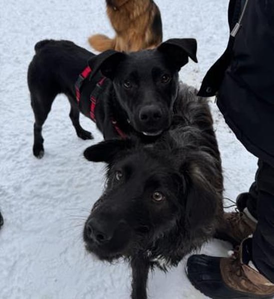 Sportliche Mary sucht ein Zuhause