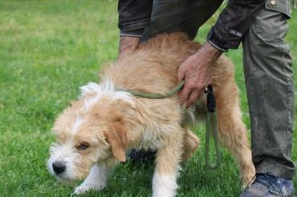 Cindy - herzensgut u. lieb