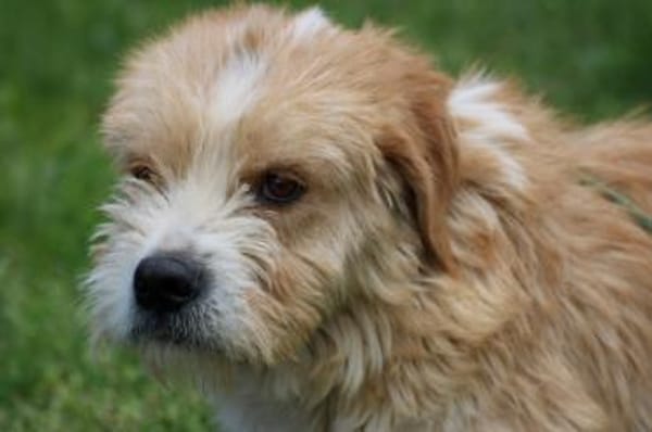 Cindy - herzensgut u. lieb