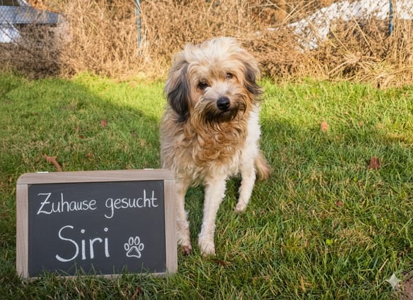 Tibet Terrier/ Löwchen ? Mix sucht