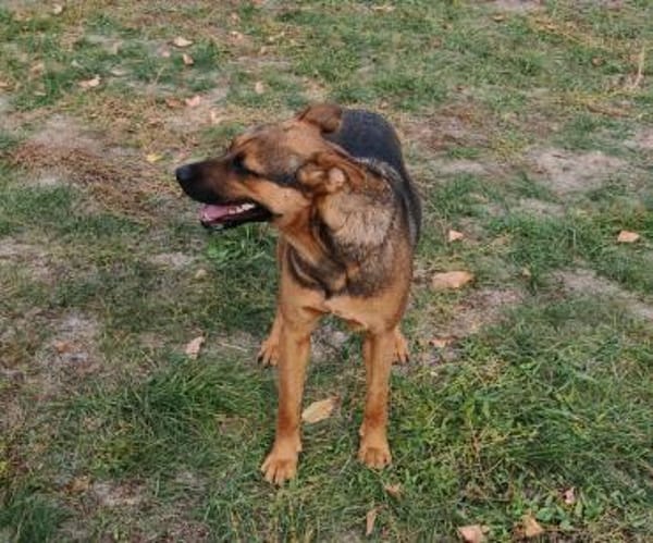 Liebenswerte Bambi sucht Euch