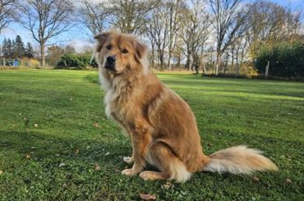 Vito - Rüde wartet in 48291 Telgte