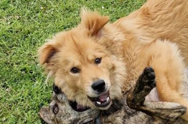 Vito - Rüde wartet in 48291 Telgte