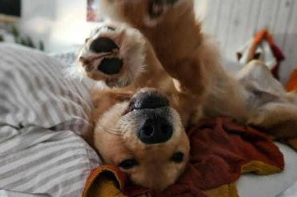 Vito - Rüde wartet in 48291 Telgte