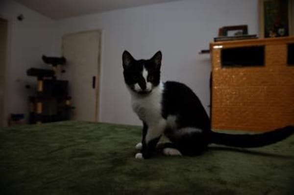 Katzenkind RONJA sucht ihr Zuhause!