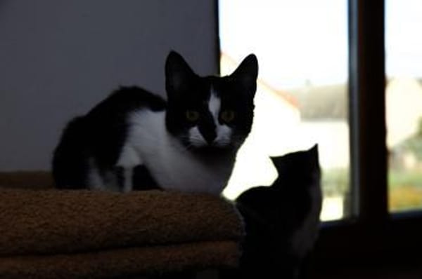 Katzenkind RONJA sucht ihr Zuhause!