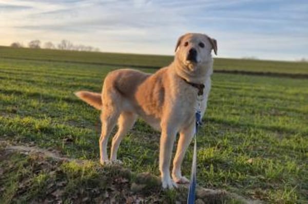 Cremona - wartet in 33154 Salzkotten