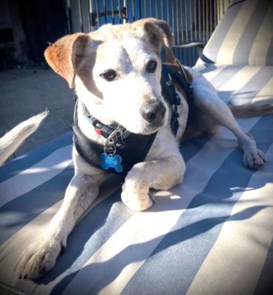 MOMO sucht Urlaubsbetreuung........