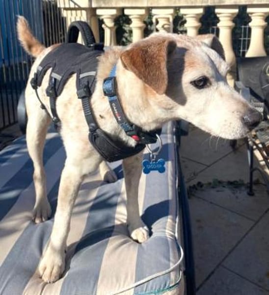 MOMO sucht Urlaubsbetreuung........