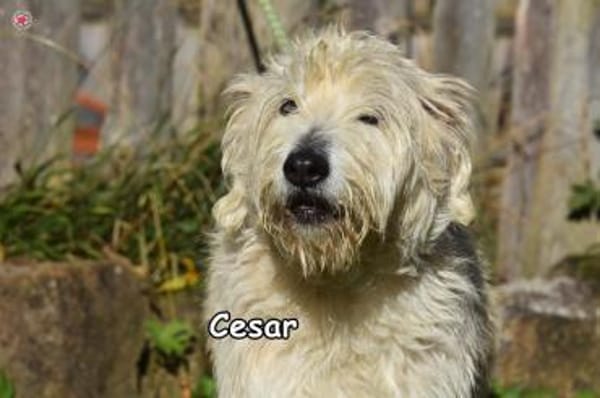 CESAR