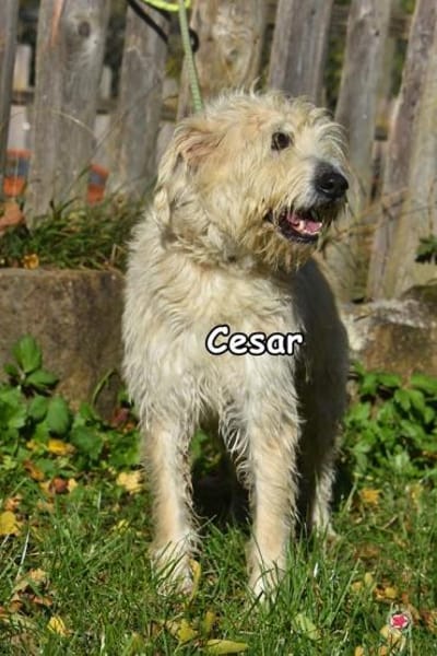 CESAR