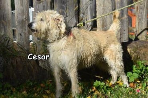 CESAR