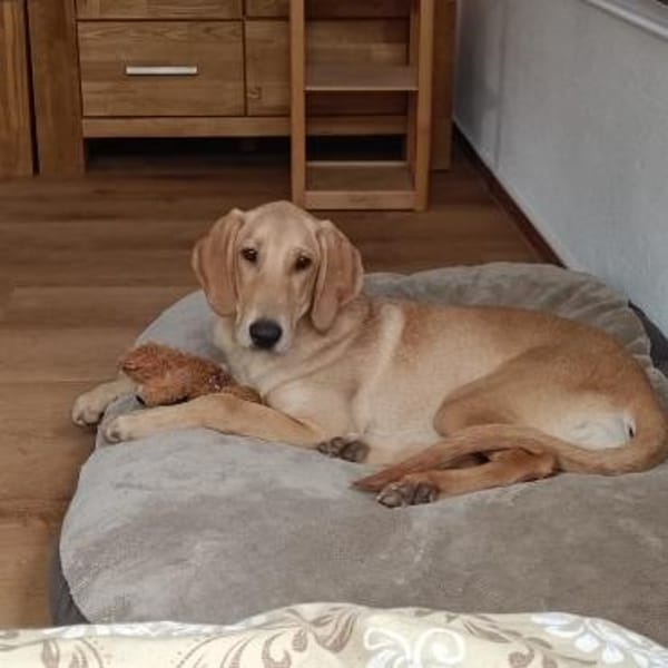 Canella 💜💜💜 toller Mitmachhund