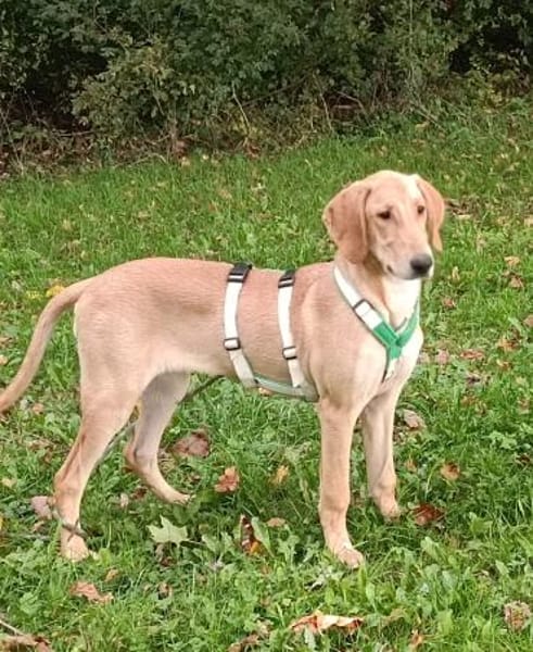 Canella 💜💜💜 toller Mitmachhund