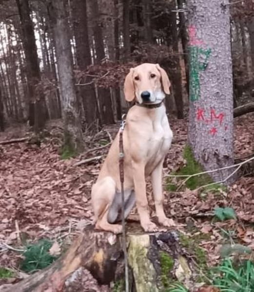 Canella 💜💜💜 toller Mitmachhund