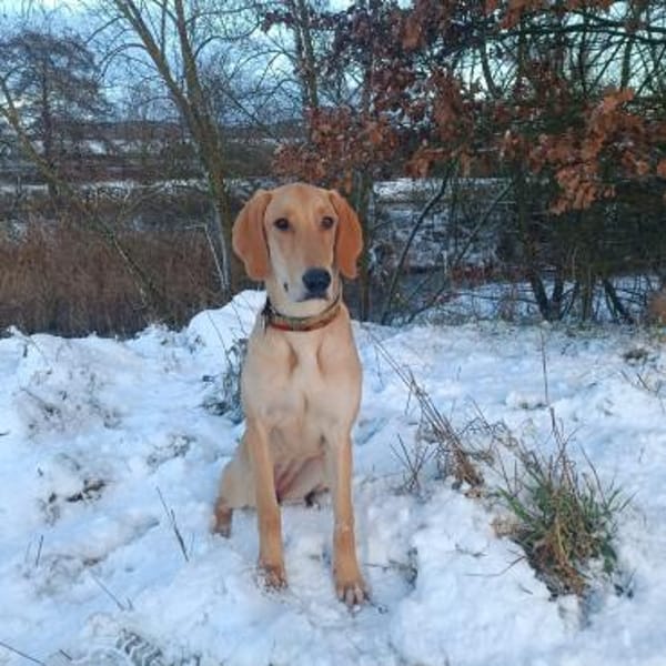 Canella 💜💜💜 toller Mitmachhund