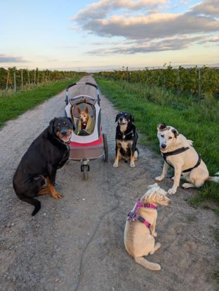 Ninja  Liebevolle Sanftmut trifft ...