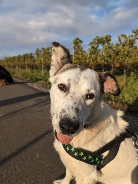 Ninja  Liebevolle Sanftmut trifft ...