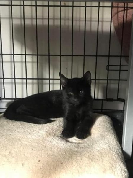 Noir aus dem Tierschutz