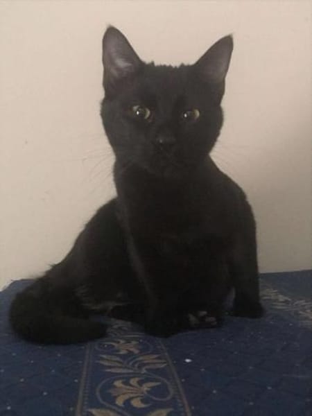 Noir aus dem Tierschutz