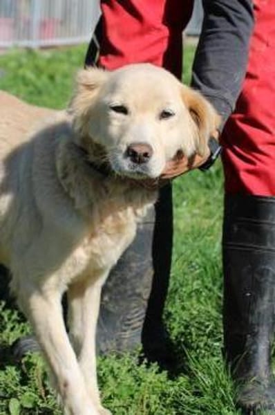 Goldie - sehr lieb u. verschmust