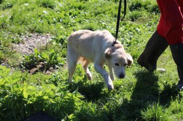 Goldie - sehr lieb u. verschmust