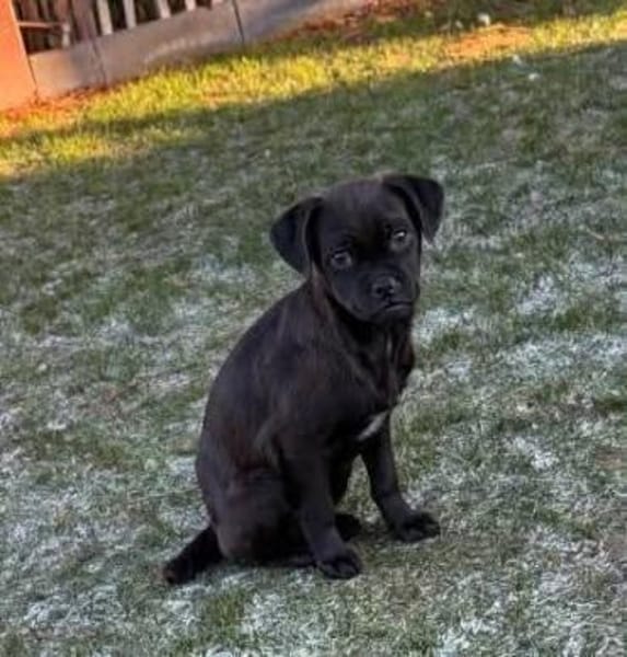 Kleiner Loui❤ sucht Kuschelflat