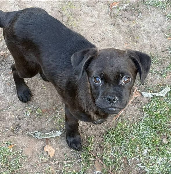 Kleiner Loui❤ sucht Kuschelflat