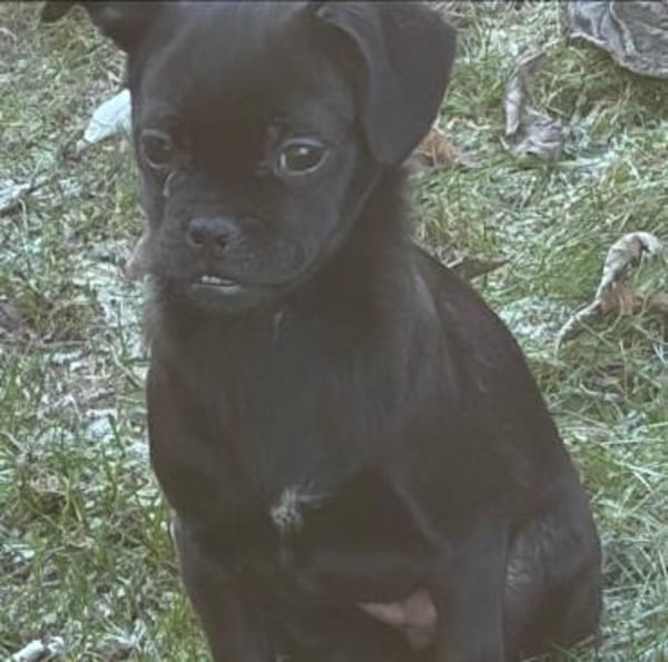 Kleiner Loui❤ sucht Kuschelflat